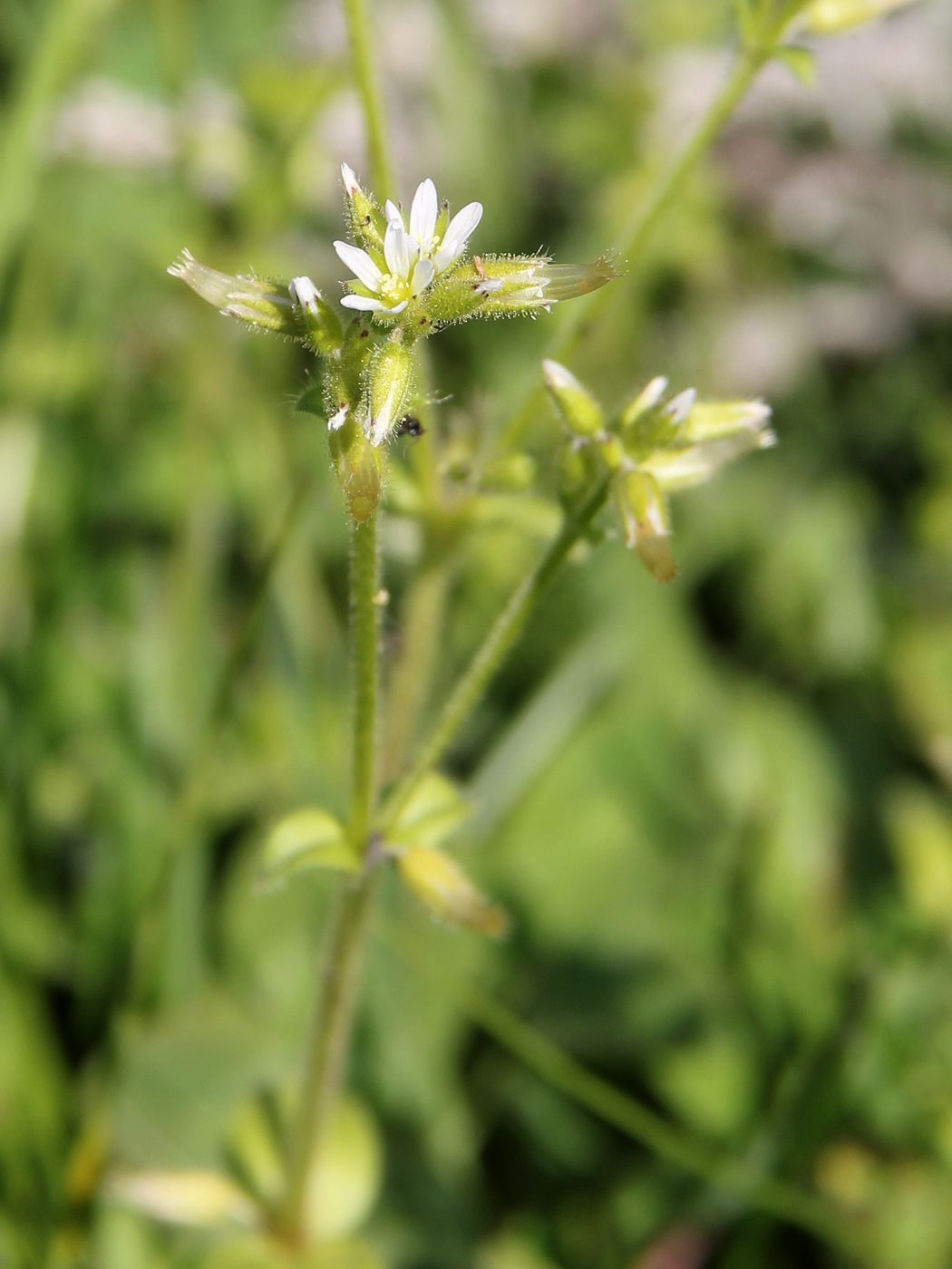 Изображение особи Cerastium glomeratum.