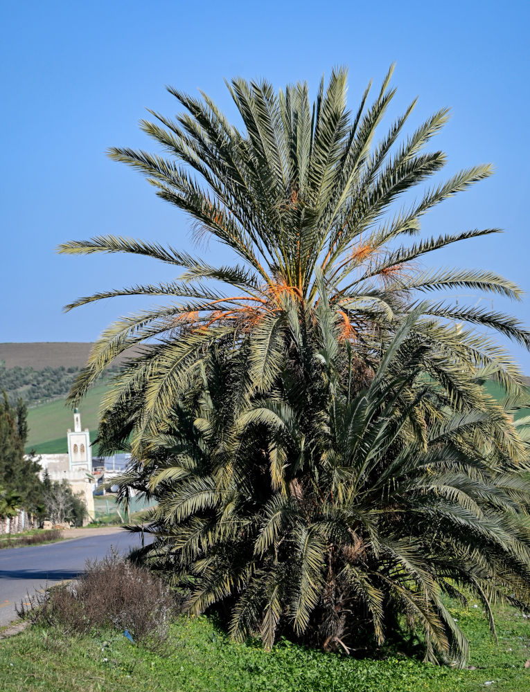Изображение особи Phoenix dactylifera.