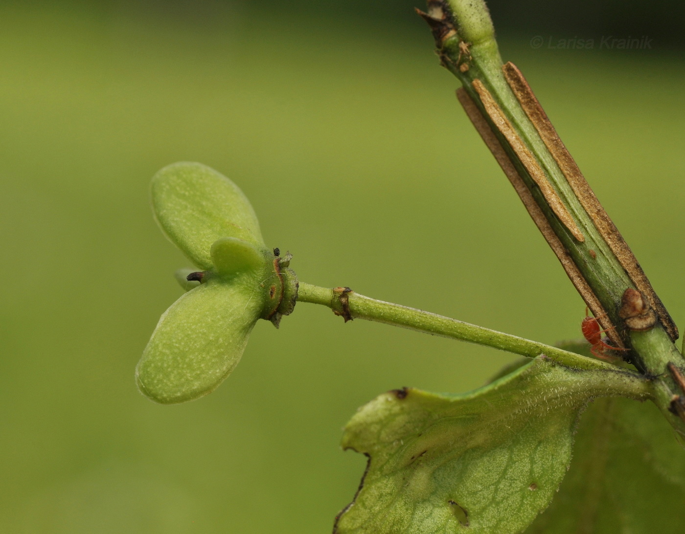 Image of Euonymus sacrosanctus specimen.