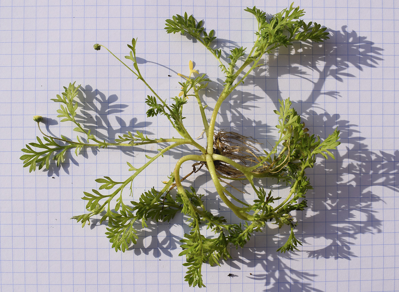 Image of Cotula australis specimen.