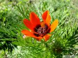 Adonis aestivalis