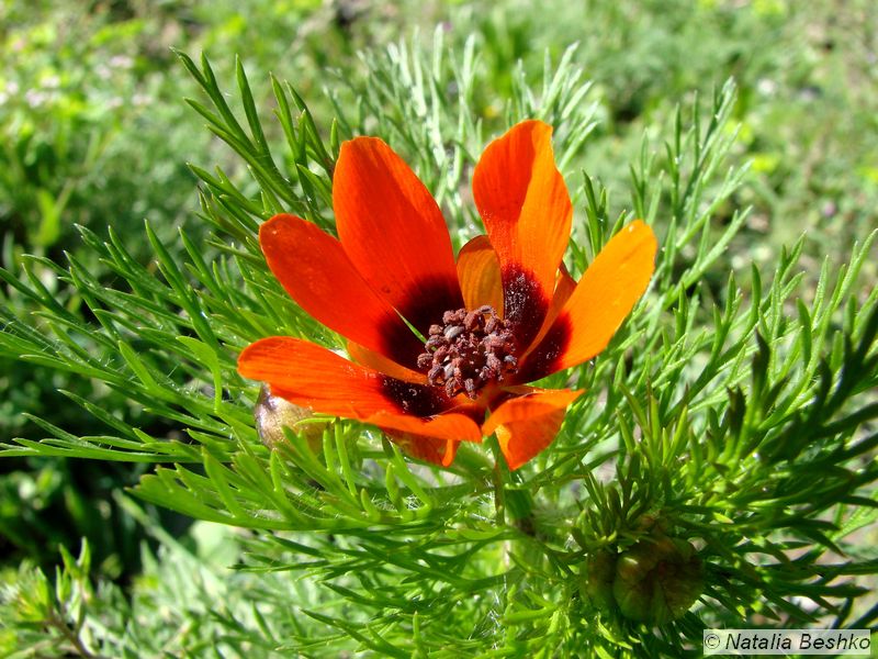 Image of Adonis aestivalis specimen.