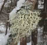 Evernia prunastri