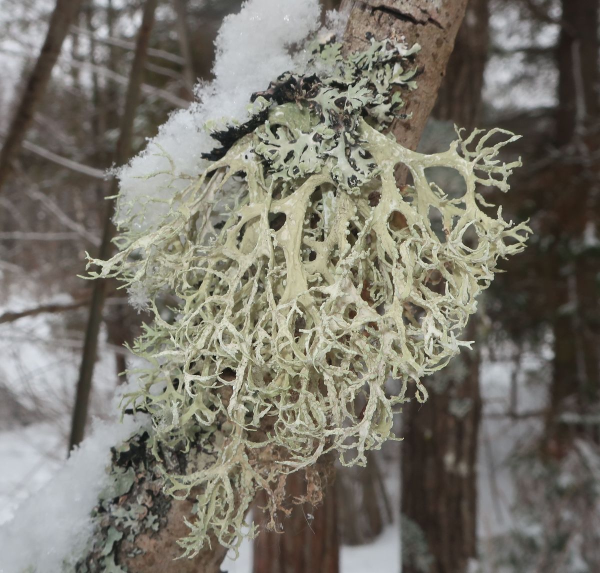 Image of Evernia prunastri specimen.