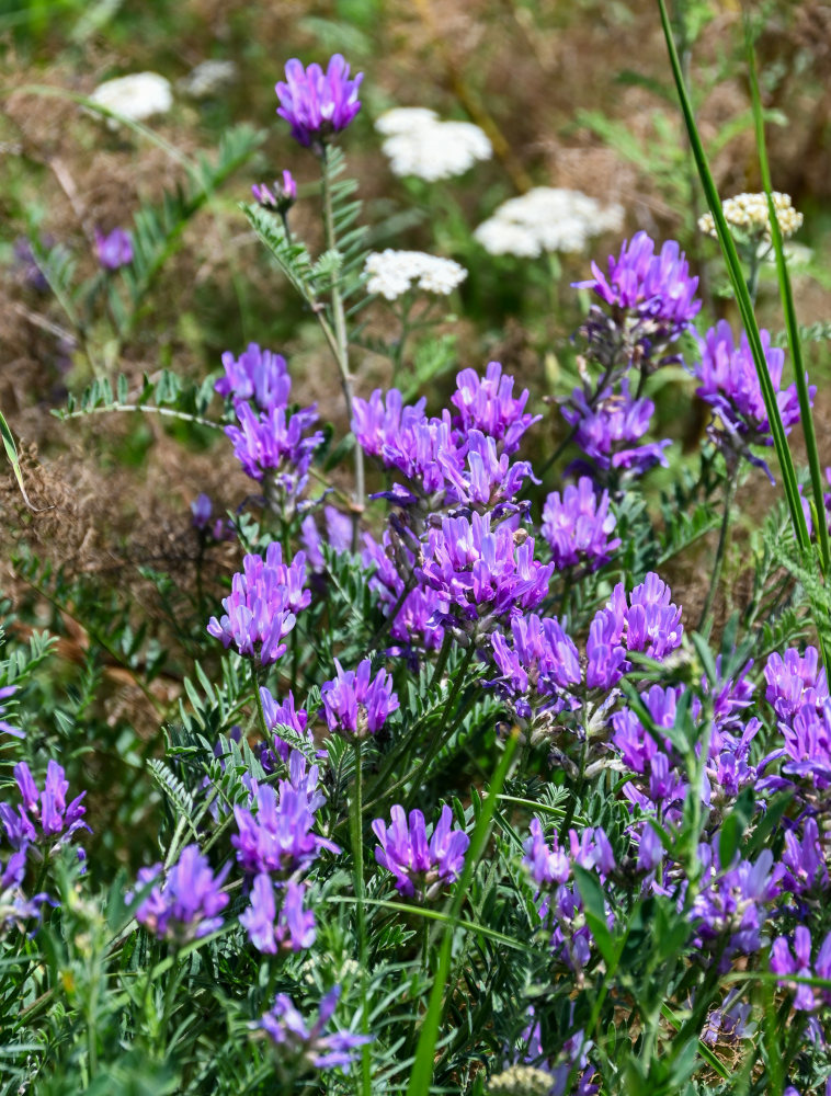 Изображение особи Astragalus onobrychis.