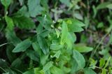 Hypericum gebleri