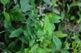 Hypericum gebleri. Верхушки побегов с незрелыми плодами. Приморье, Владивосток, мкр-н Седанка, окр. Пионерского водохранилища, опушка широколиственного леса. 06.08.2015.