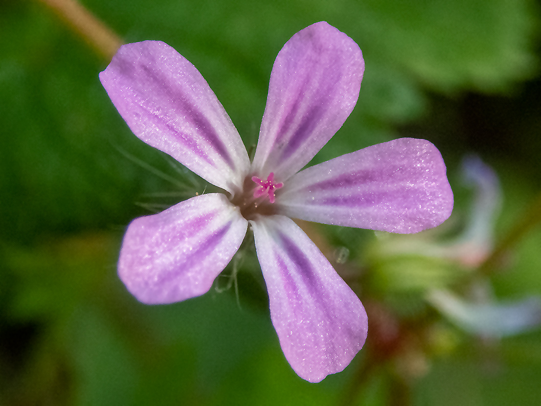 Image of Geranium robertianum specimen.