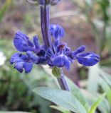 Salvia farinacea. Часть соцветия. Санкт-Петербург, клумба. 6 сентября 2010 г.