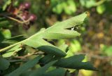 род Crataegus. Лист. Болгария, Бургасская обл., г. Несебр, природный заказник \"Песчаные дюны\", закреплённая дюна. 15.09.2021.