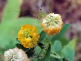 Trifolium aureum