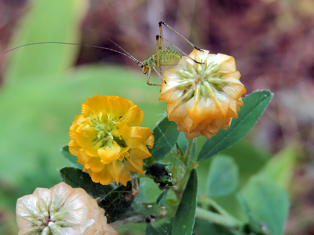 Изображение особи Trifolium aureum.