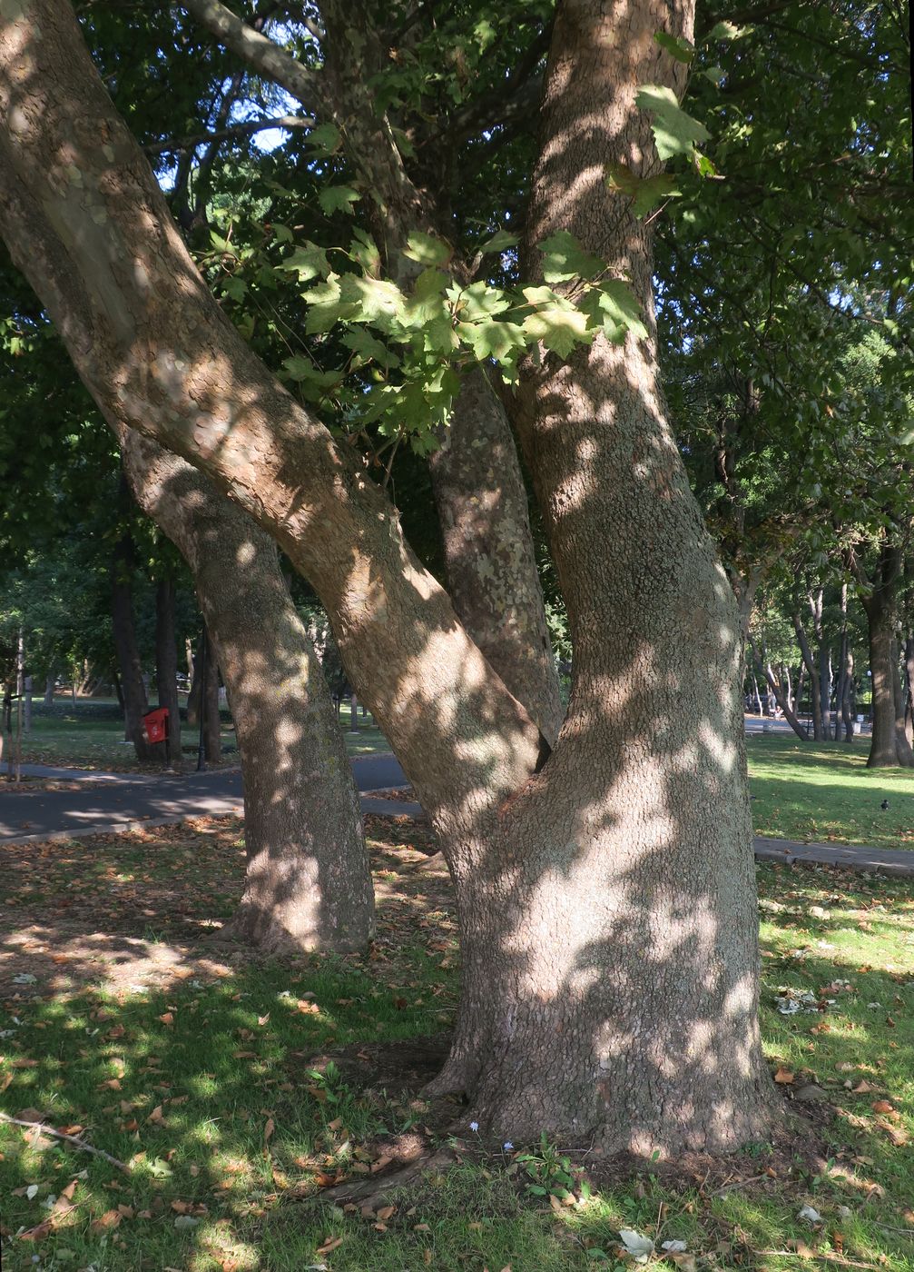 Изображение особи Platanus orientalis.