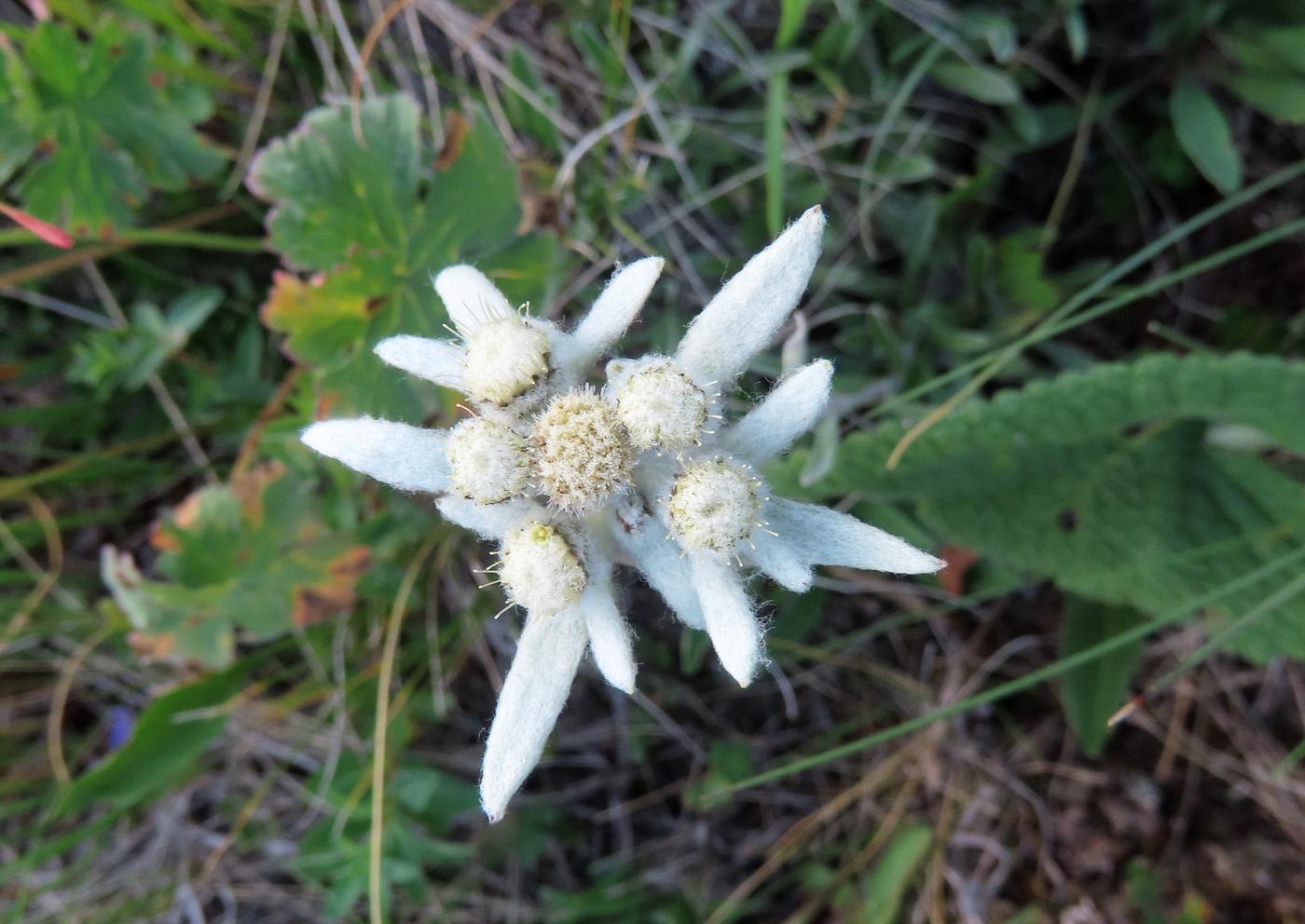 Изображение особи Leontopodium ochroleucum.