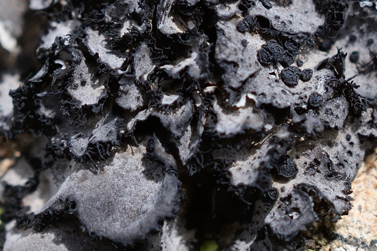 Image of genus Umbilicaria specimen.