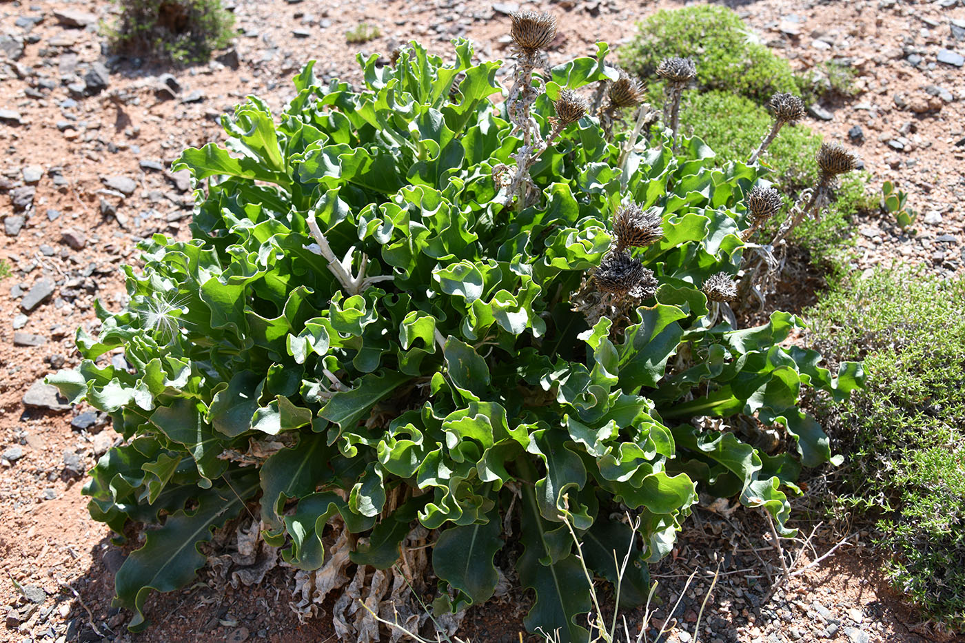Image of Jurinea robusta specimen.