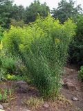 Solidago canadensis. Расцветающее растение. Владивосток, Ботанический сад-институт ДВО РАН. 16 августа 2009 г.