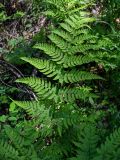 Dryopteris expansa