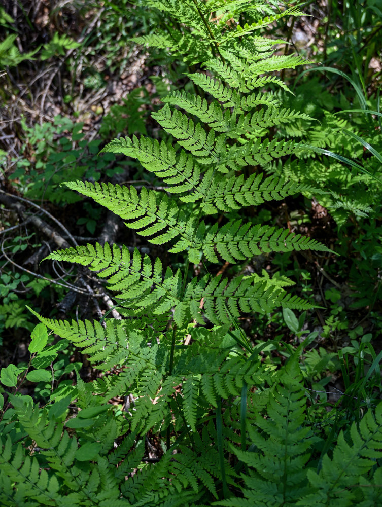 Изображение особи Dryopteris expansa.