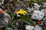 Taraxacum tianschanicum. Цветущее растение. Казахстан, Заилийский Алатау в окр. г. Алматы, Большое Алматинское ущ., р-н Космостанции, 3500 м н.у.м., гранитный мелкозём со щебнем. 10 июля 2023 г.