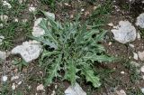 Cirsium argillosum. Вегетирующее растение. Дагестан, Гунибский р-н, с. Гуниб, Гунибская крепость, ≈ 1500 м н.у.м., каменистый участок лугового склона. 03.05.2022.