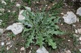 Cirsium argillosum