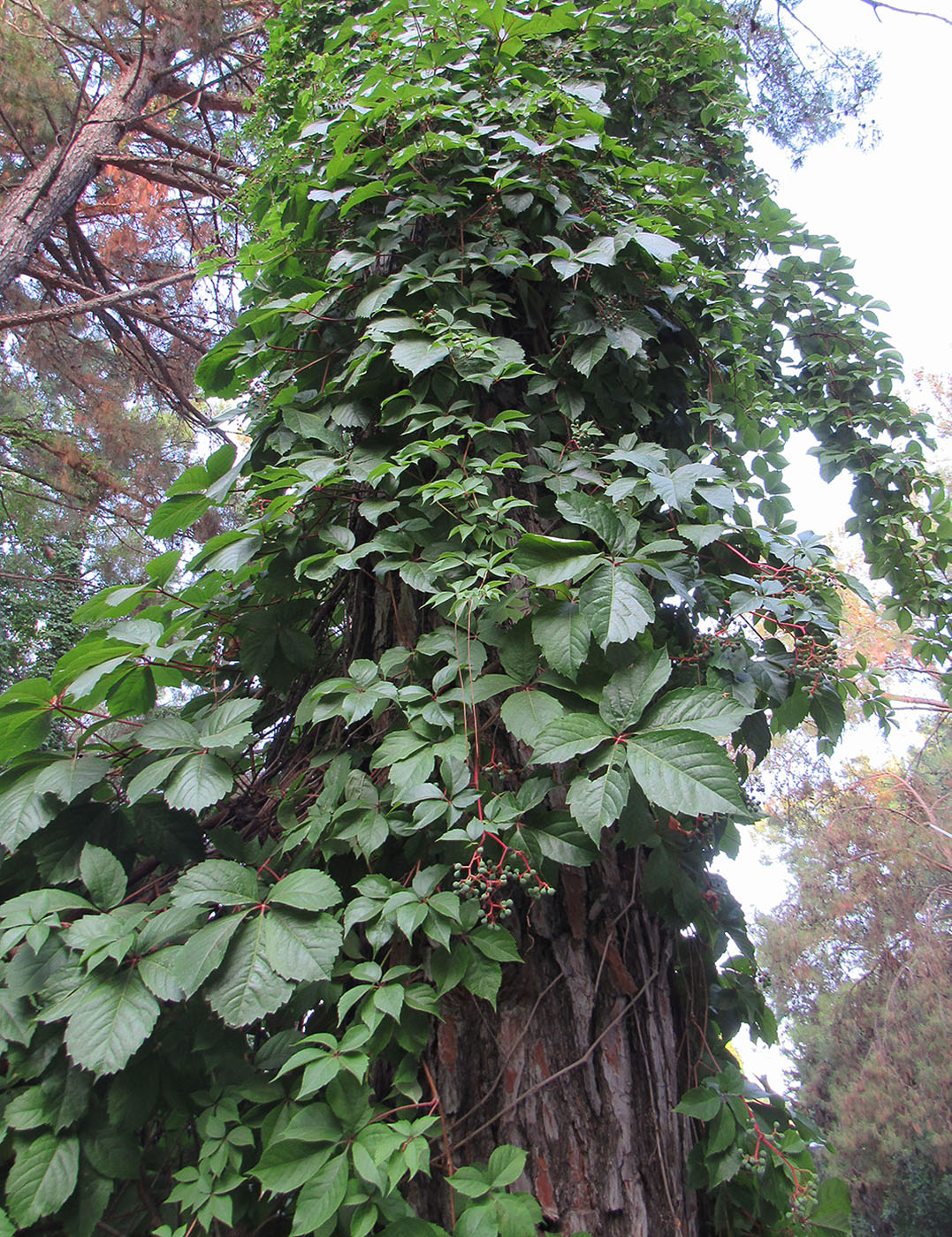 Image of Parthenocissus quinquefolia specimen.