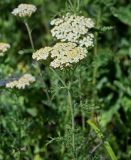 Achillea nobilis