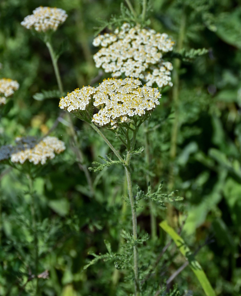 Image of Achillea nobilis specimen.