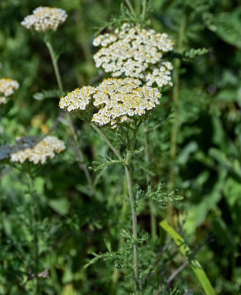 Изображение особи Achillea nobilis.