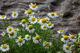 Tripleurospermum tetragonospermum