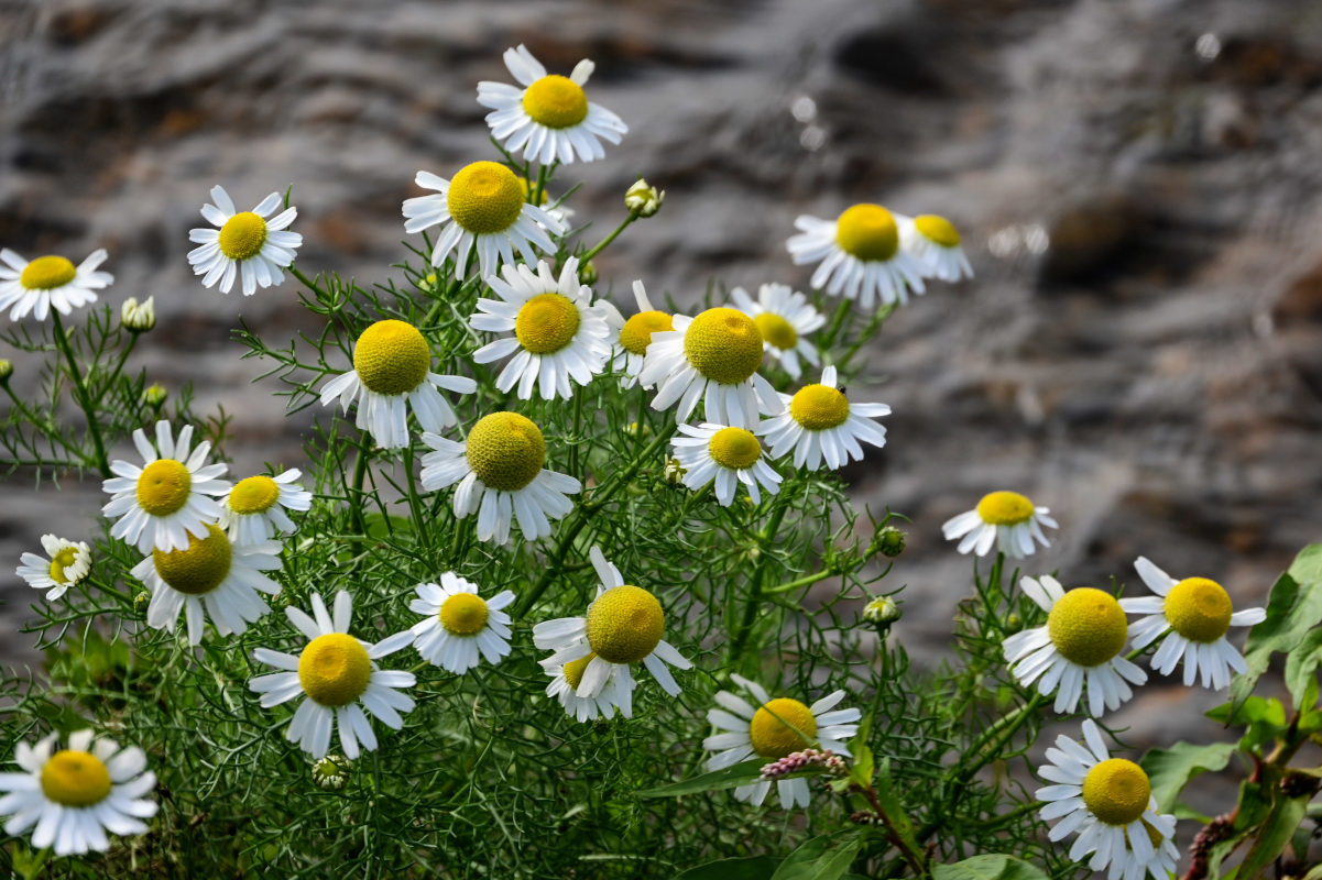 Изображение особи Tripleurospermum tetragonospermum.