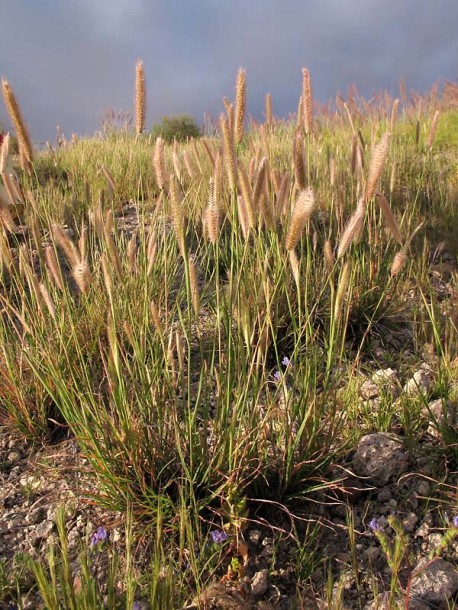 Изображение особи Tetrapogon villosus.