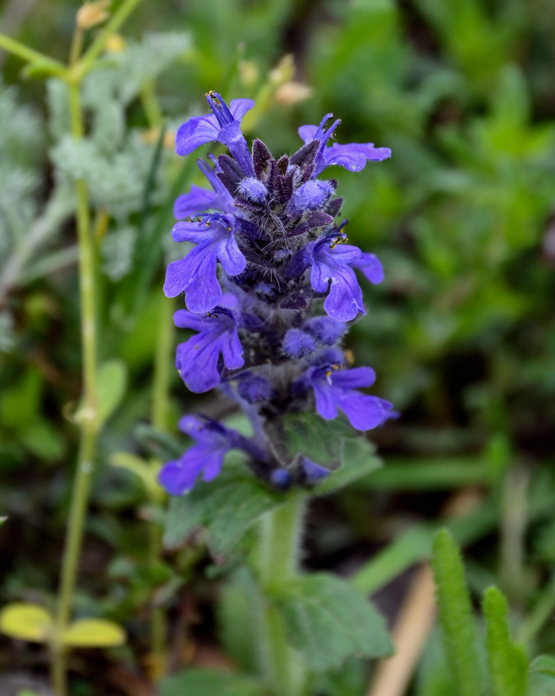 Изображение особи Ajuga genevensis.