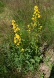 Solidago virgaurea. Цветущее растение с кормящейся бабочкой-чернушкой кофейной (Erebia ligea). Челябинская обл., Златоустовский гор. округ, национальный парк \"Таганай\", приют «Гремучий ключ», луг. 7 июля 2023 г.