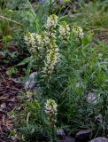 Pedicularis sibirica. Цветущие растения. Красноярский край, Берёзовский р-н, долина р. Мана, опушка смешанного леса, каменистый участок склона. 06.06.2022.