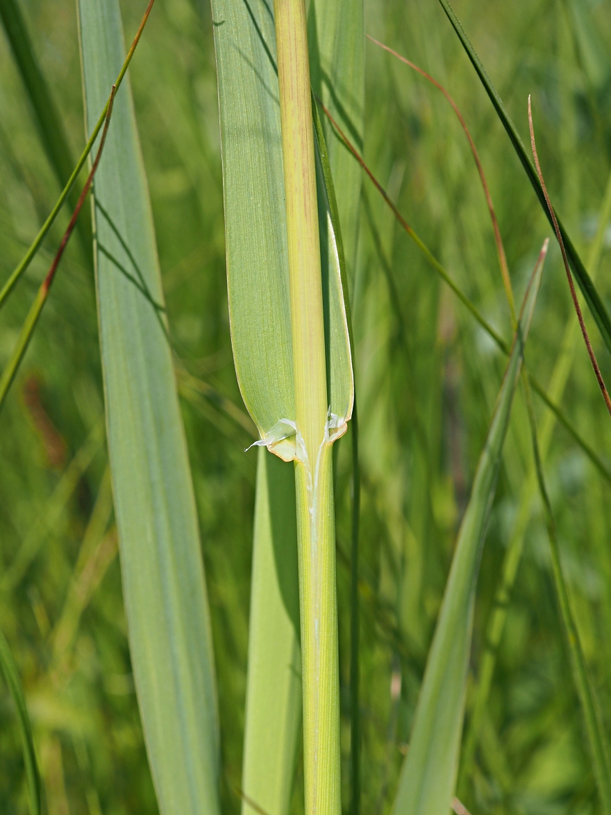 Image of Phalaroides arundinacea specimen.