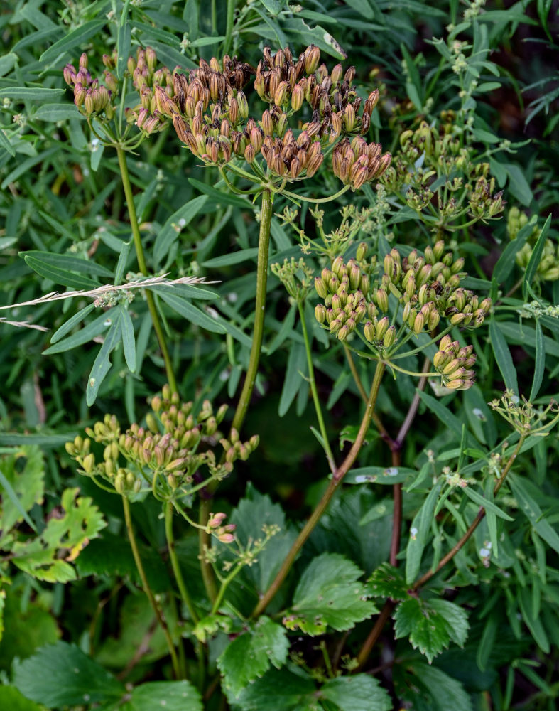 Изображение особи Ligusticum scoticum.