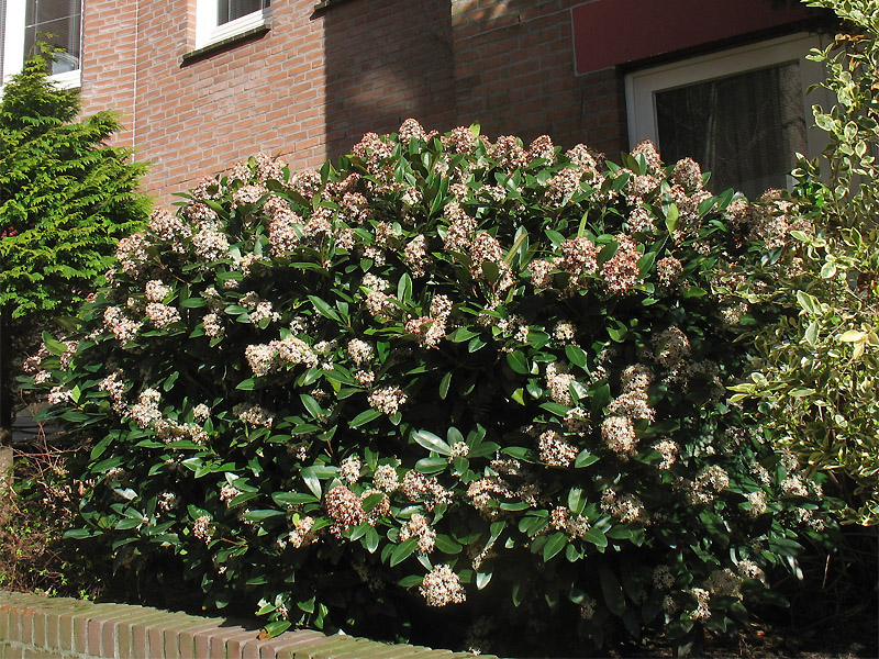 Image of Skimmia japonica specimen.