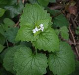 Alliaria petiolata