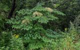 Aralia elata