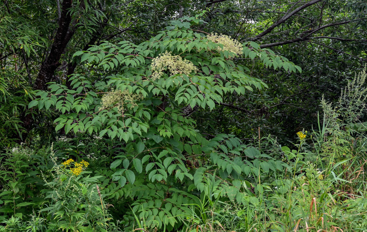 Image of Aralia elata specimen.