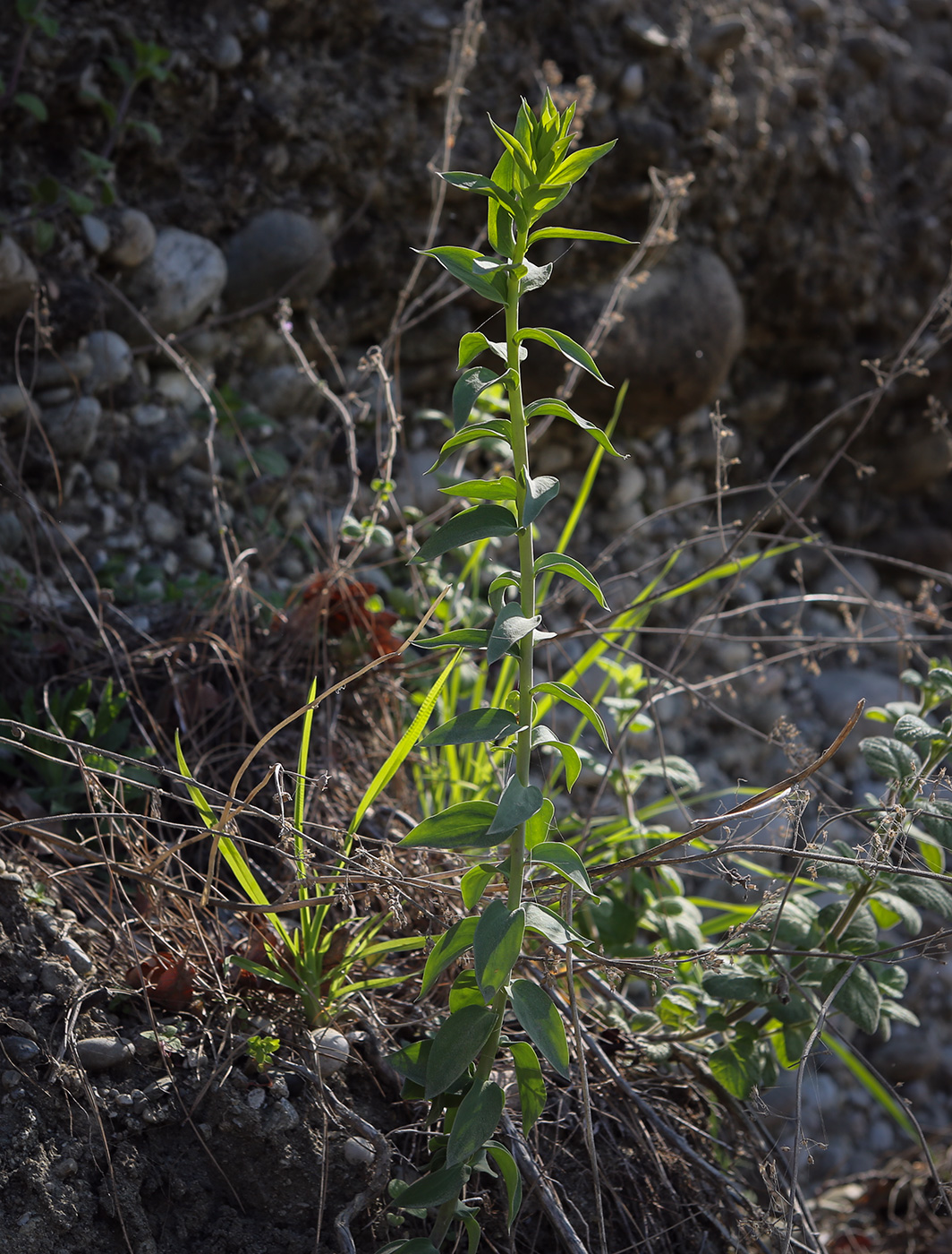 Image of genus Euphorbia specimen.