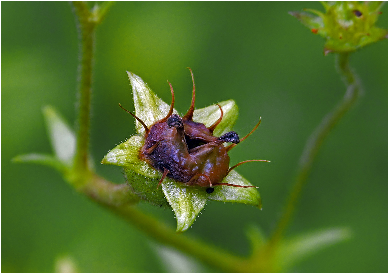 Image of Saxifraga × arendsii specimen.