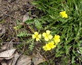 Chorispora sibirica