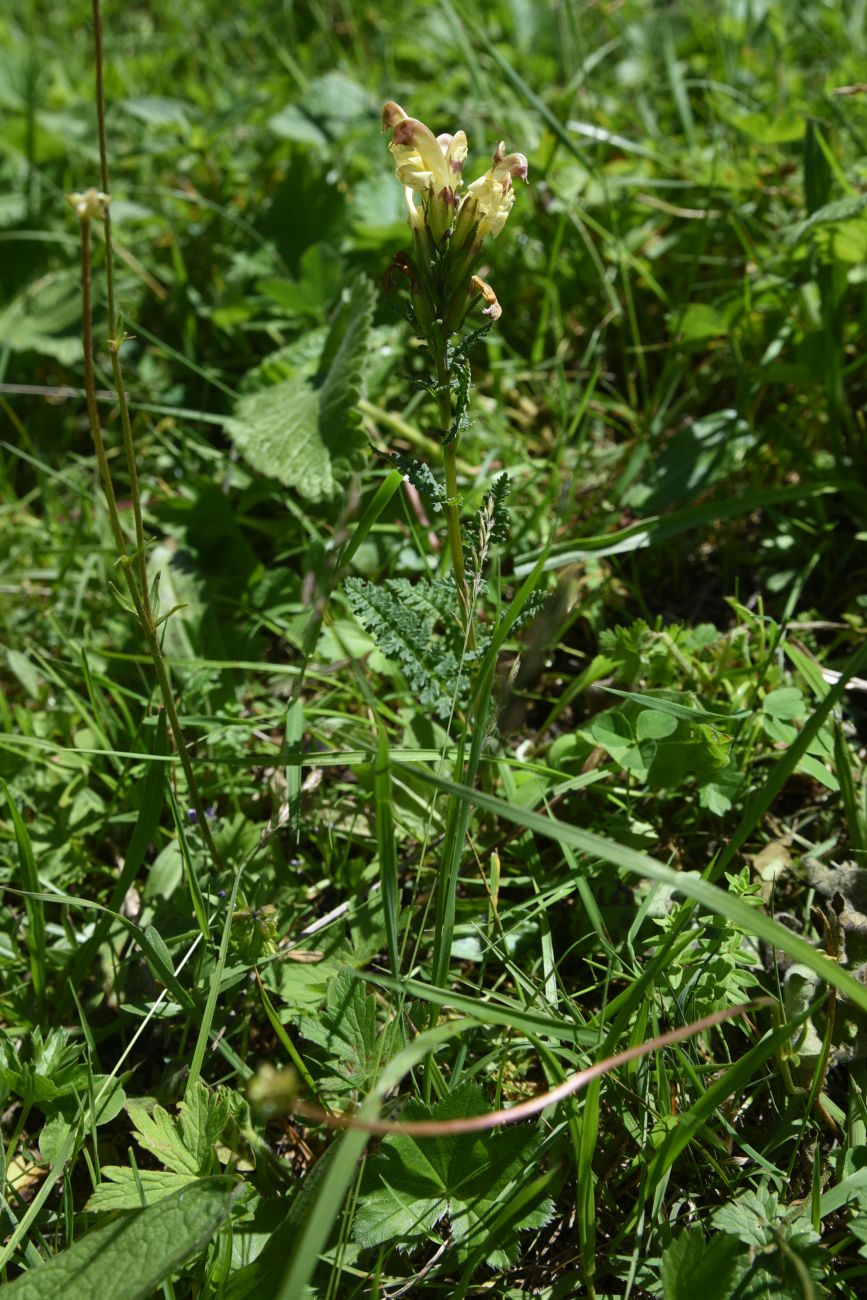 Image of Pedicularis chroorrhyncha specimen.