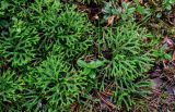 Diphasiastrum complanatum. Вегетирующие растения в сообществе с Vaccinium vitis-idaea. Вологодская обл., Сокольский р-н, Оларевская гряда, смешанный лес. 13.07.2024.