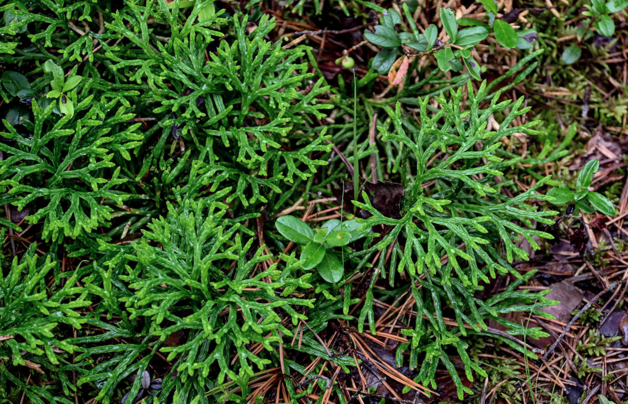 Image of Diphasiastrum complanatum specimen.