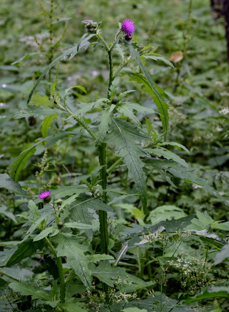 Изображение особи Carduus crispus.