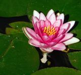 Nymphaea × marliacea